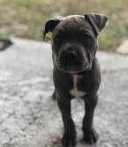 Cute Blue Nose Pitbull puppies available for adoption Text or call (708) 928-5512