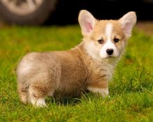 Excellent Corgi puppies available for adoption Text or call (708) 928-5512