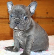 Healthy French Bulldog puppies available for adoption Text us at (437) 536-6127