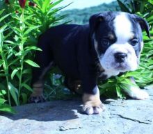 very energetic and playful olde English bulldogges puppies