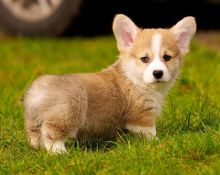 Excellent Corgi puppies available for adoption Text or call (708) 928-5512 Image eClassifieds4U