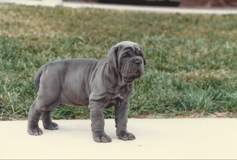 Giant Neapolitan Mastiff puppies Image eClassifieds4u