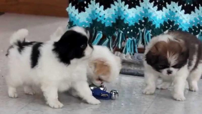 Purebred Japanese Chin Puppies Available Image eClassifieds4u