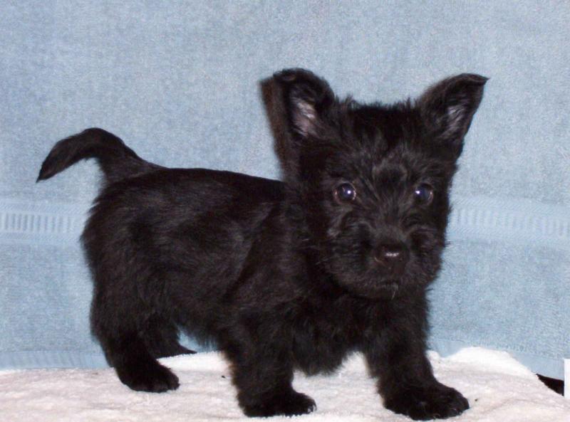Scottish Terrier Puppies Image eClassifieds4u
