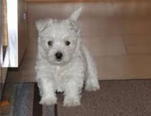 Cute West Highland White Terrier