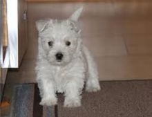 Cute West Highland White Terrier
