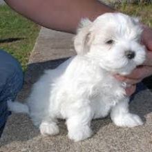 Intelligent Maltese Pups