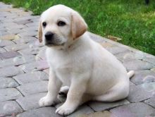 Labrador Retriever pups