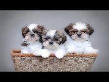 Cute Shih Tzu Puppies Ready