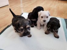 Exceptional Morkie Puppies Available