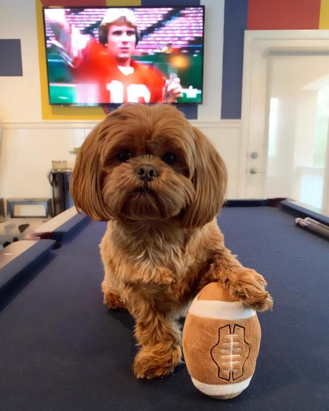 Adorable shihtzu puppies available for a great family Image eClassifieds4u