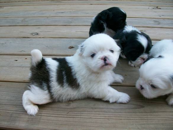 Cute Pekingese Puppies Available Image eClassifieds4u