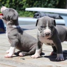 Blue nose American Pitbull terrier pups Available Image eClassifieds4U