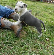 American Staffordshire terrier puppies Available Image eClassifieds4U