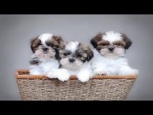 Cute Shih Tzu Puppies Ready Image eClassifieds4U