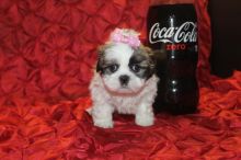 Gorgeous Shihtzu puppies need home Image eClassifieds4U