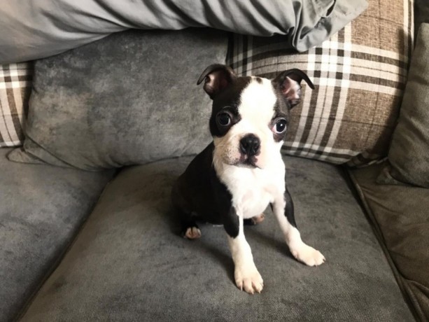 Boston Terrier puppies Image eClassifieds4u