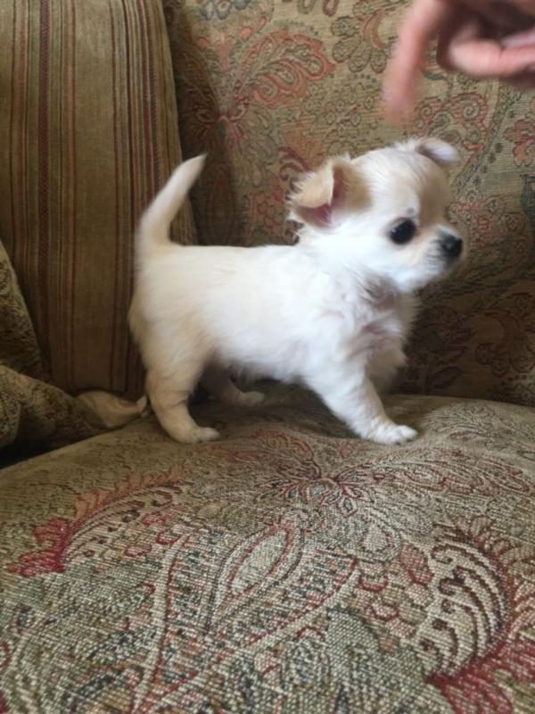 Gorgeous Chihuahua Pups Ready Image eClassifieds4u