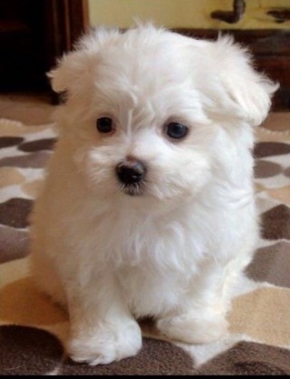 Super Adorable Maltese Puppies Image eClassifieds4u