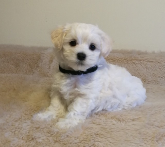 White Maltipoo Puppies Image eClassifieds4u
