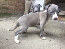 BB Italian Greyhound Puppies