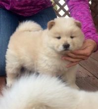 Beautiful Chow Chow Puppies