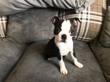 Boston Terrier puppies