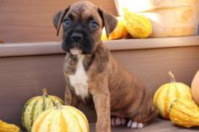 Cute Boxer Puppies