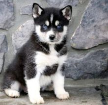 Male n a female Pomsky Puppies