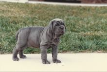 Neapolitan mastiff pups