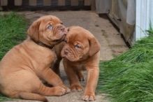 Reg Dobermann Puppies