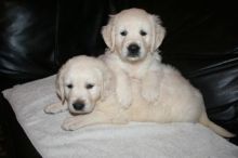 Reg Golden Retreiver pups