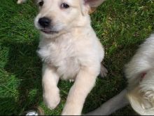 Reg Golden Retriever pups