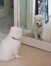 Samoyed Puppies For Adoption