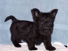 Scottish Terrier Puppies