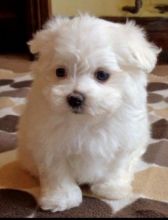 Super Adorable Maltese Puppies