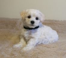 White Maltipoo Puppies