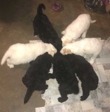 Accommodating Goldendoodle puppies ready now
