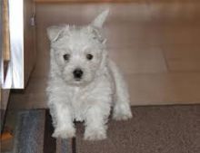 Beautiful West Highland Terrier Puppies