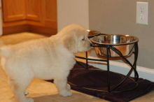 Golden Retriever Puppies available. healthy and all shots up to date.