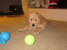 Golden Retriever Puppies available . Shots taken, KC registered and potty trained