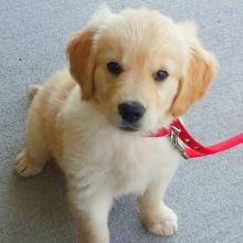 Golden Retriever puppies available , very healthy, updated on vaccines and potty trained.