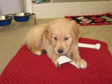 Golden Retriever puppies available , very healthy, updated on vaccines and potty trained.