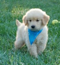 Golden Retriever puppies for adoption, vaccinated , dewormed and flea treated.