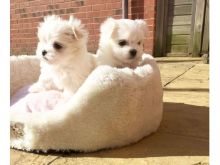 Maltese puppies available, current on vaccinations, well trained and dewclaws removed