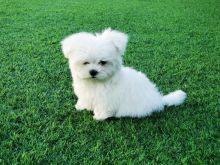 Maltese puppies available, current on vaccinations, well trained, comes with papers