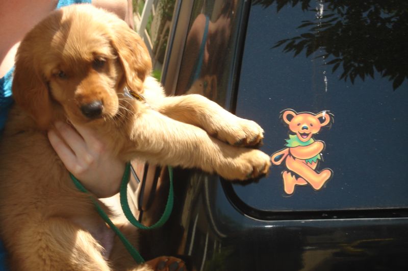 Golden Retriever puppies available , very healthy, updated on vaccines and potty trained. Image eClassifieds4u