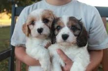 Cute Cavachon Puppies Available now Image eClassifieds4U