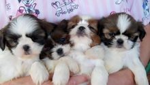 Cute Shih Tzu Puppies Ready Shih tzu puppies for rehoming Image eClassifieds4U