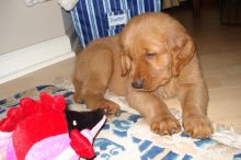 Golden Retriever puppies available , very healthy, updated on vaccines and potty trained. Image eClassifieds4U